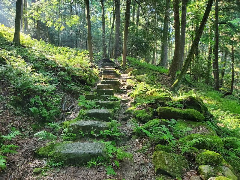 Cook Forest State Park