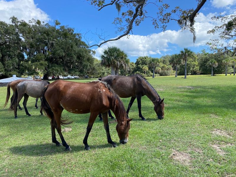 Wild Horses Roaming Ancient Maritime Forest Trails