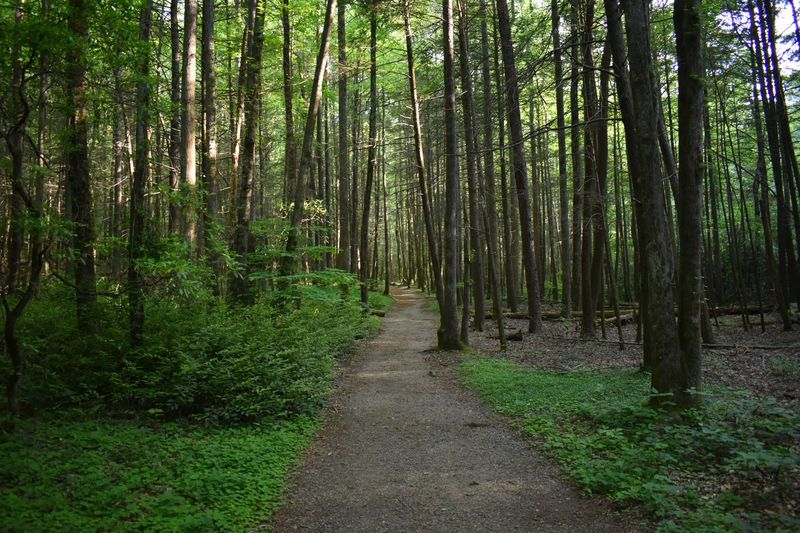 DeSoto Falls Trail