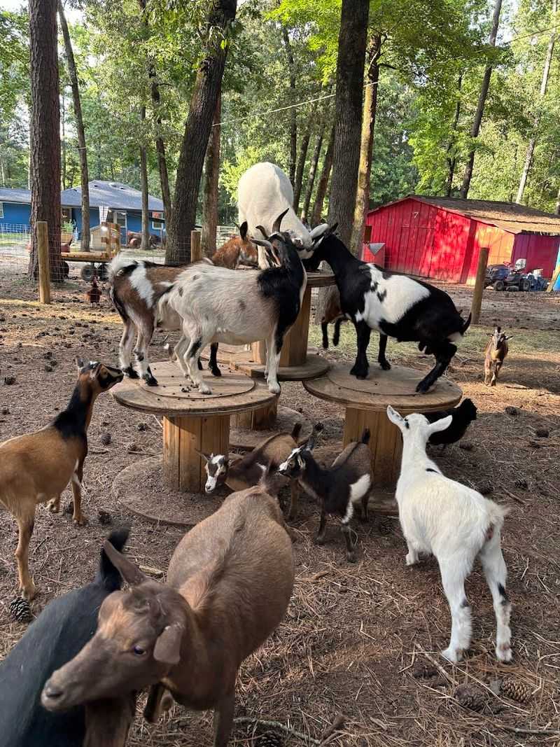 The Goats Keep Everything Delightfully Chaotic