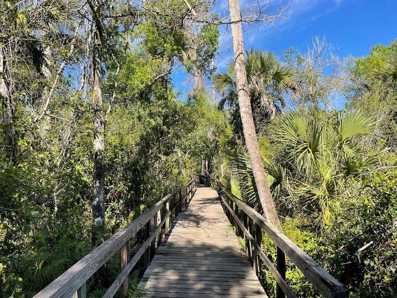 Big Cypress Bend Boardwalk - Fakahatchee Strand Preserve State Park