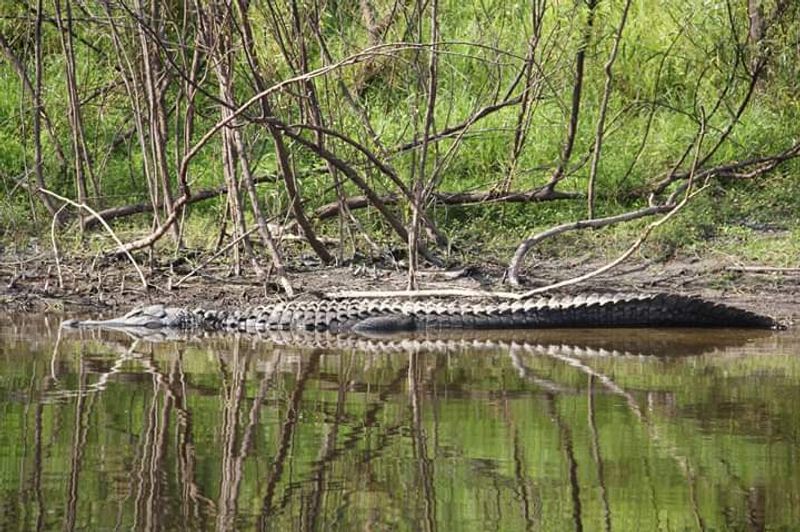 Peace River (Central/Southwest FL)