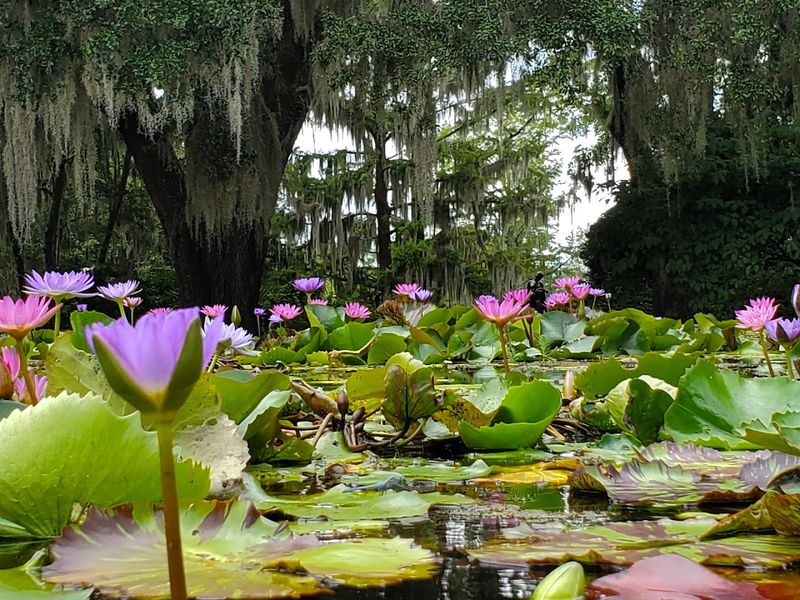 Seasonal Blooms Year-Round