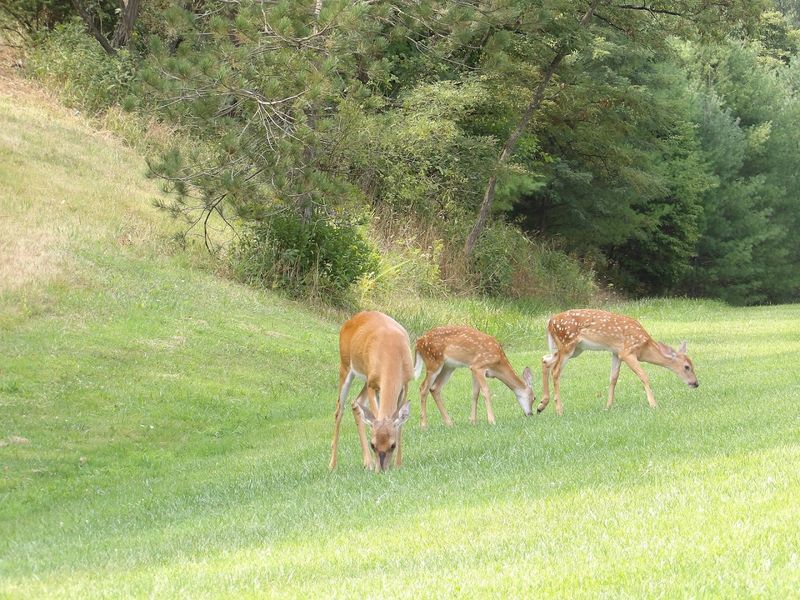 Wildlife Watching Opportunities