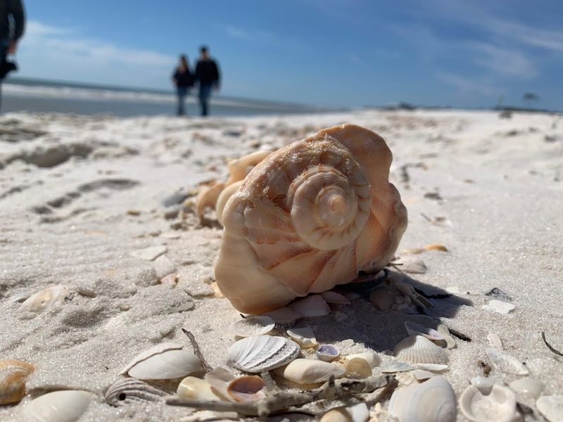 Dog Island (near Carrabelle)