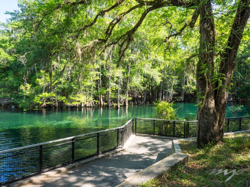 Manatee Springs State Park, Levy County