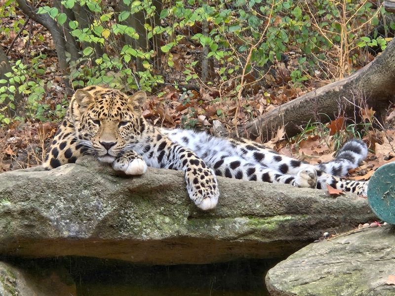 Pittsburgh Zoo & Aquarium (Pittsburgh)