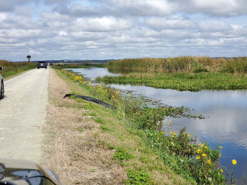Lake Apopka Wildlife Drive