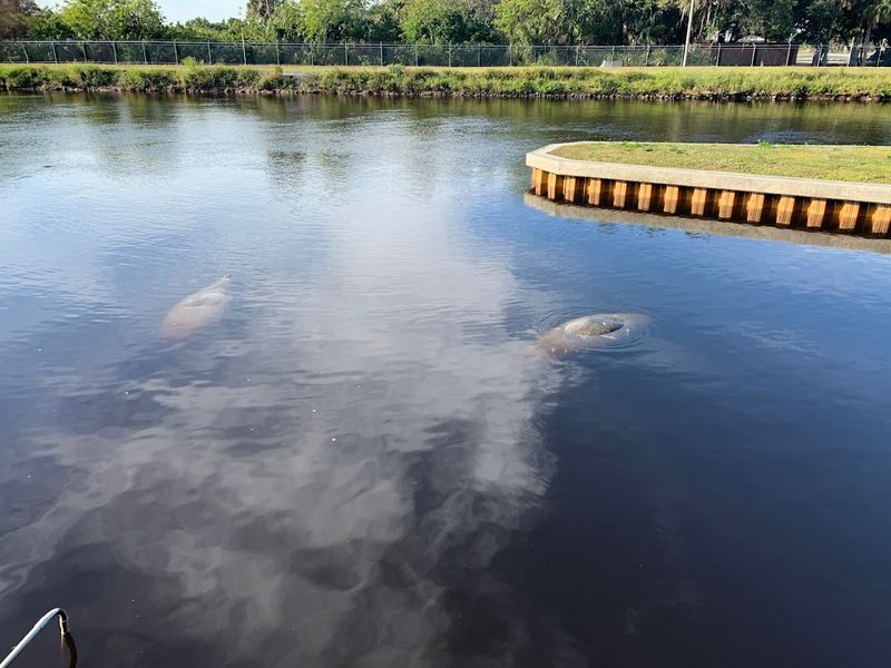 Manatee Park