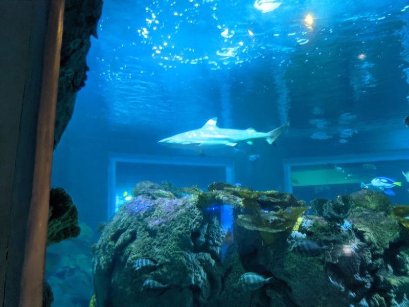 Close-Up Views of Sharks and Reef Life