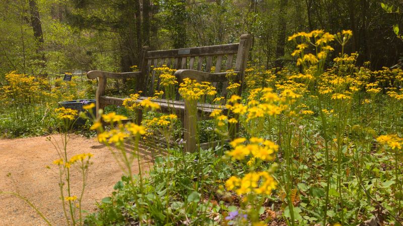 North Carolina Botanical Garden &ndash; Chapel Hill