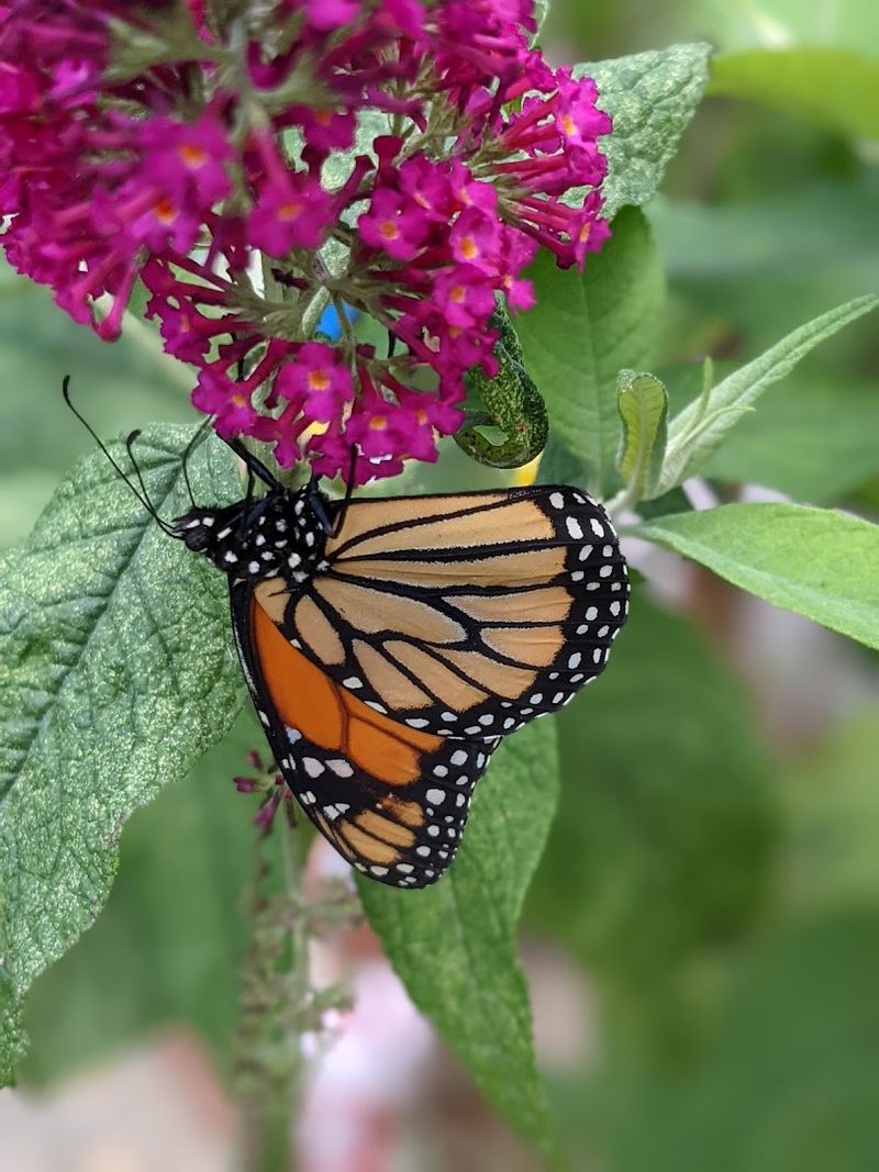 Daniel Stowe Botanical Garden &mdash; Belmont