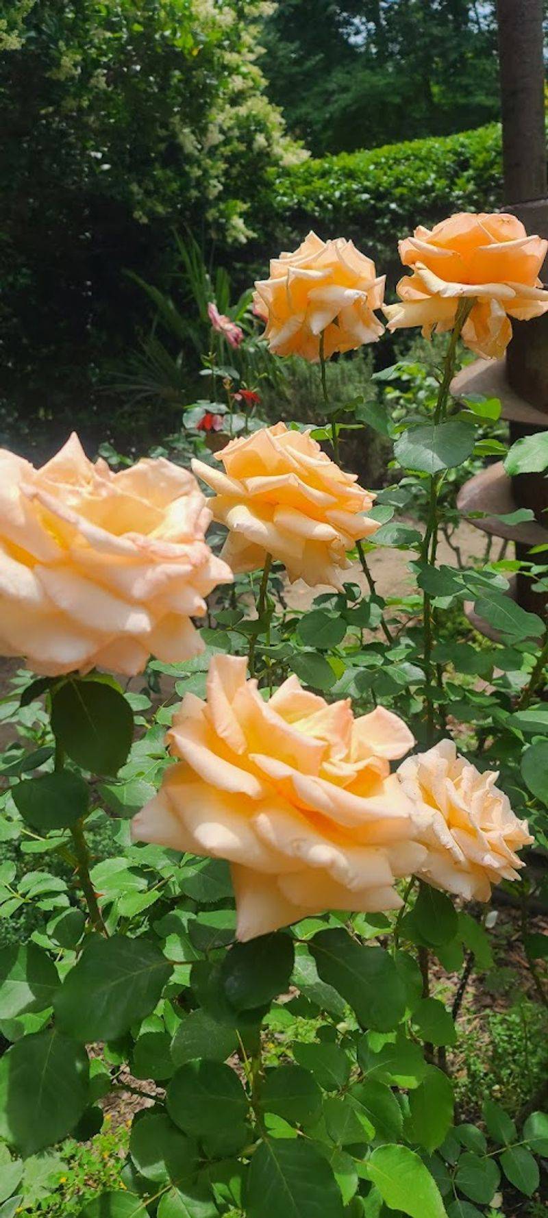 McGill Rose Garden (Charlotte)