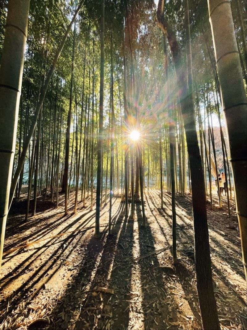 East Palisades Trail and Bamboo Forest