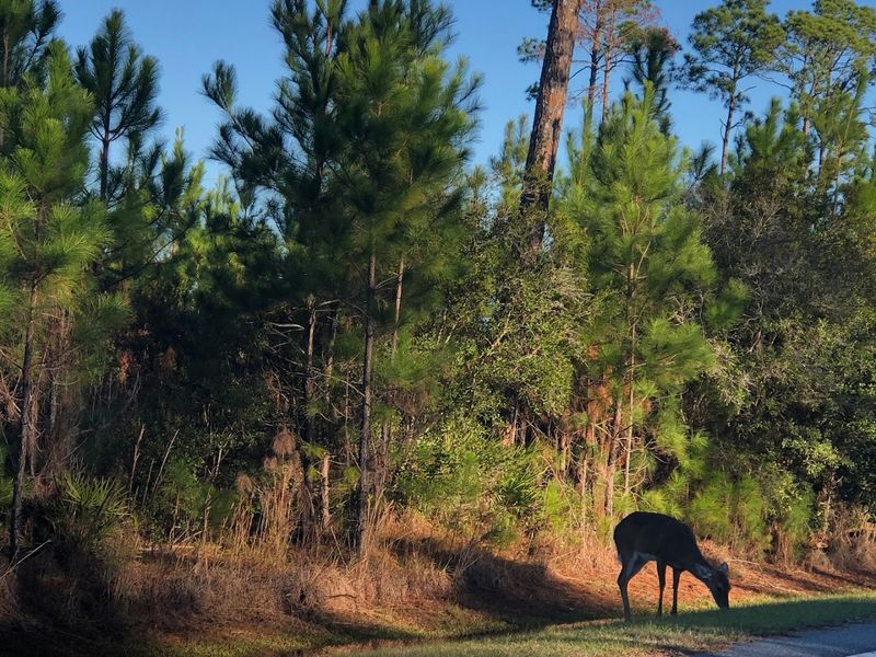 Okefenokee Swamp