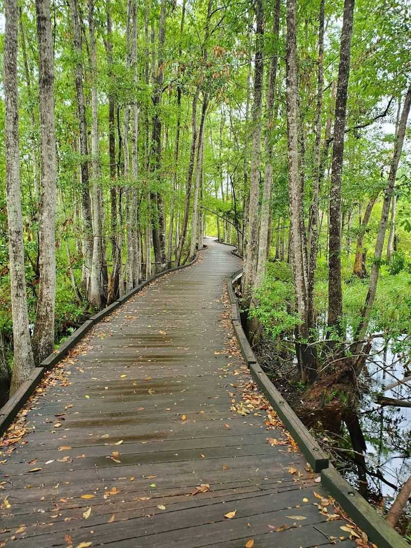 Okefenokee Swamp