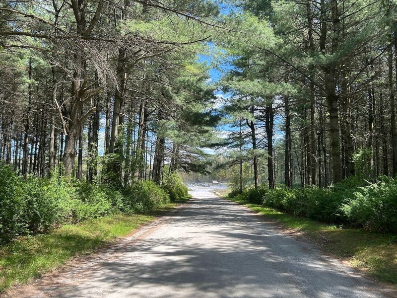 Michaux State Forest 