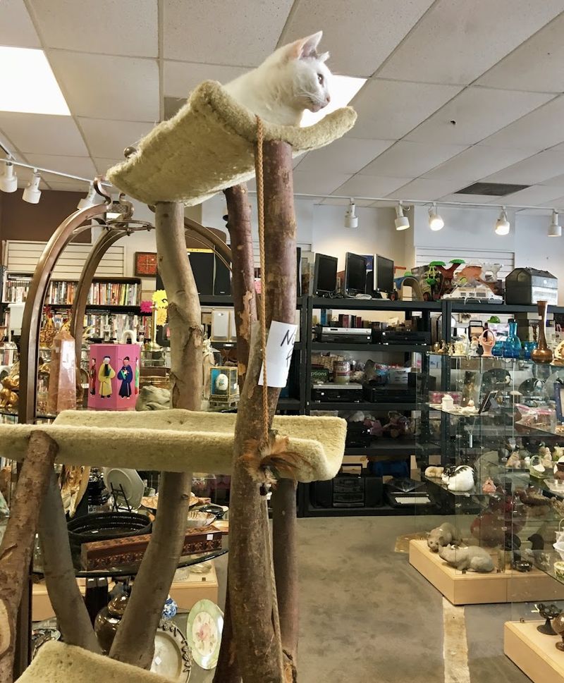 Pet Supply Section for Animal Lovers