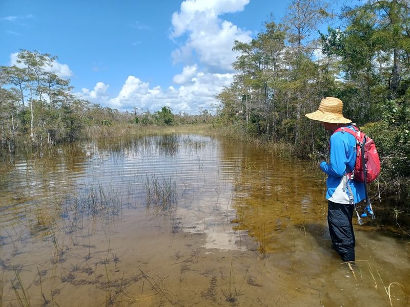 Florida Trail Through Big Cypress National Preserve (Ochopee)