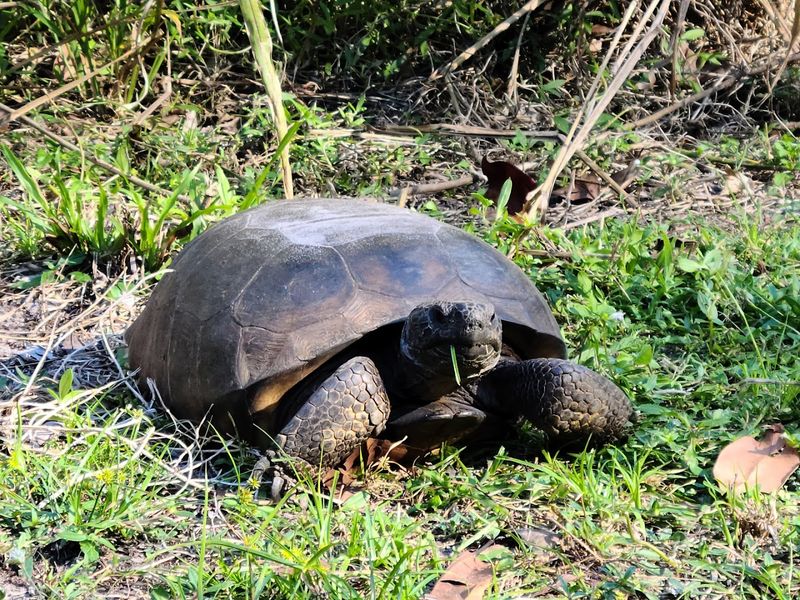 Excellent Wildlife Watching Opportunities