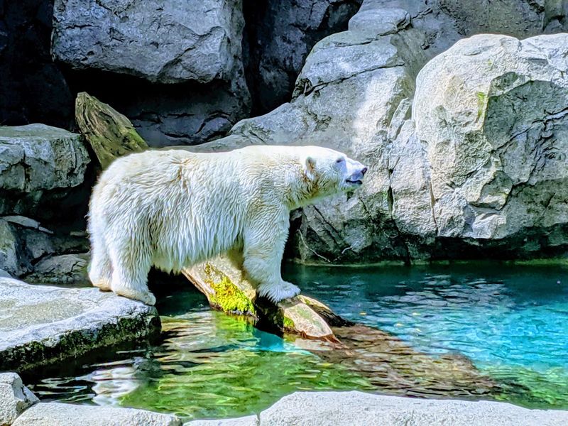 Cincinnati Zoo & Botanical Garden (Cincinnati)