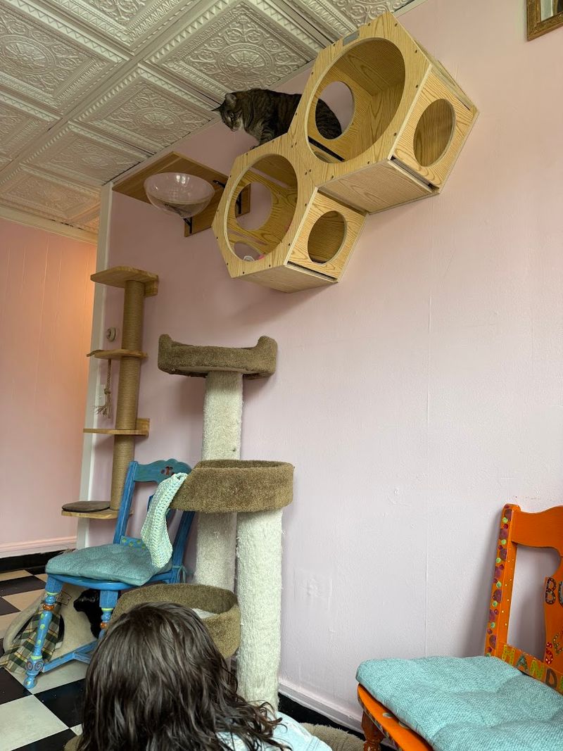 Thoughtful Cat Room Design with Multiple Play Areas