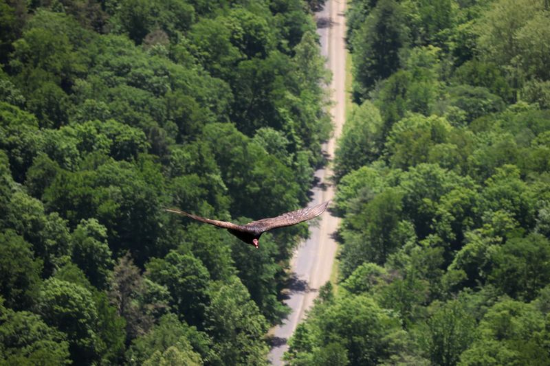 Pine Creek Gorge Overlook Route, Wellsboro (Colton Road)