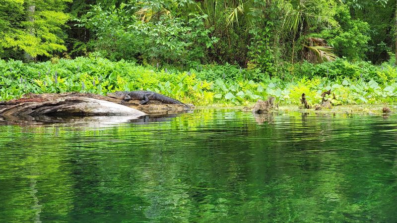 Alligators Bask in Their Natural Habitat