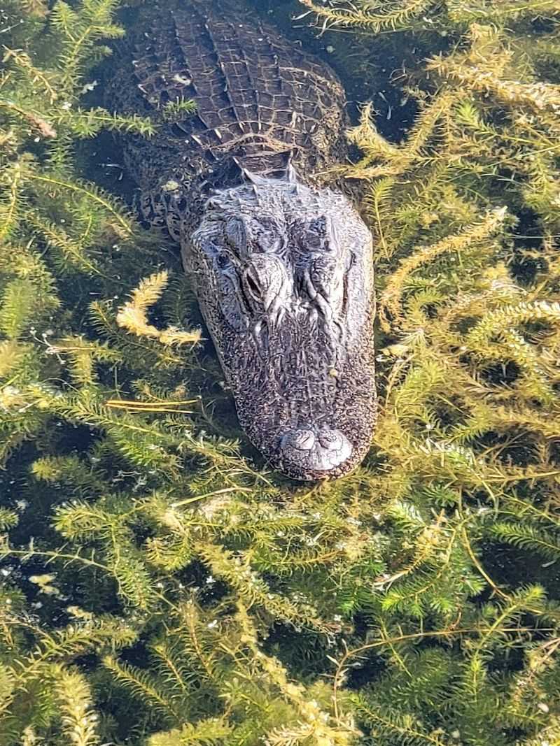 Wildlife Watching: Nature's Daily Show