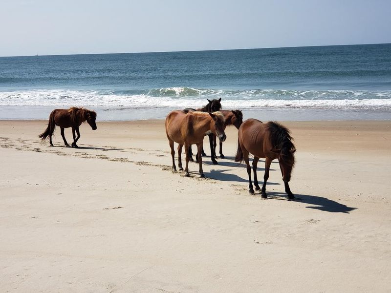 Shackleford Banks