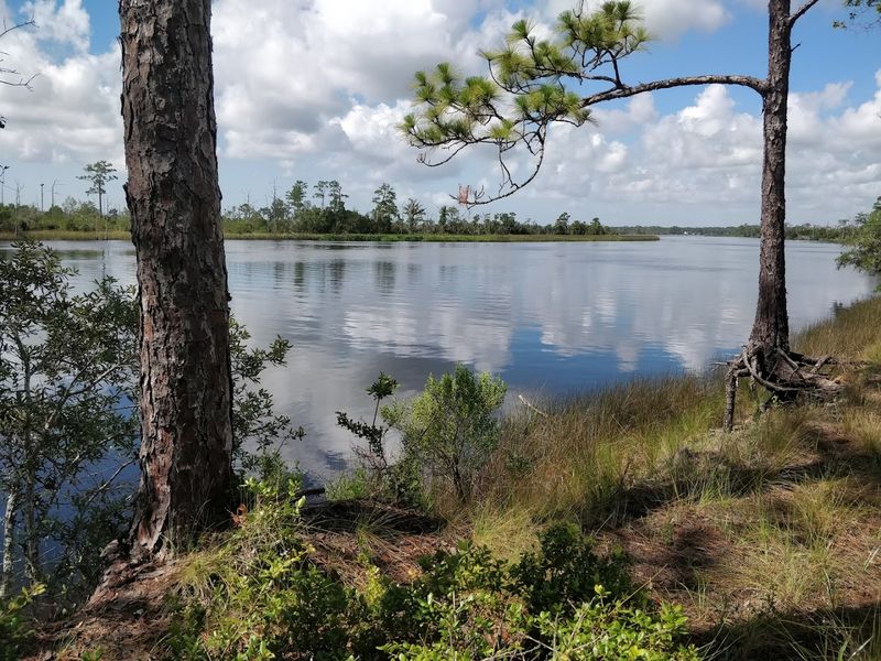 Ochlockonee River State Park
