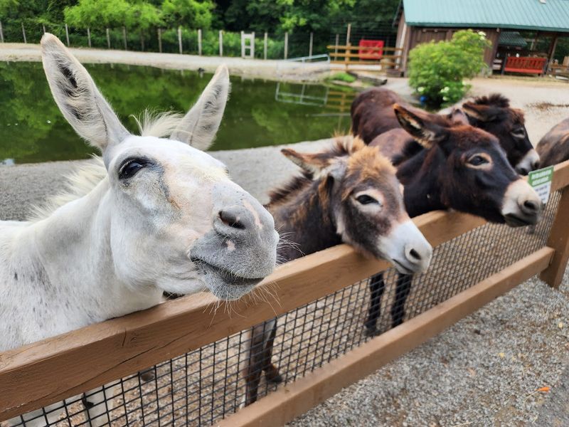 Living Treasures Animal Park