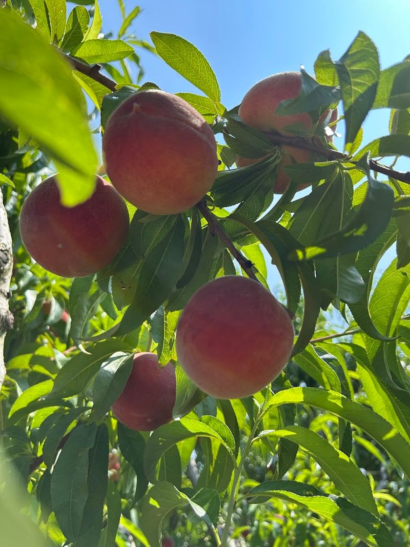 Barbee Farms (Concord)