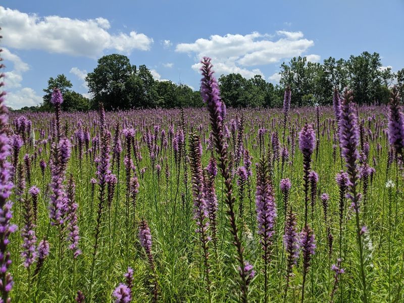 Chaparral Prairie State Nature Preserve, Adams County