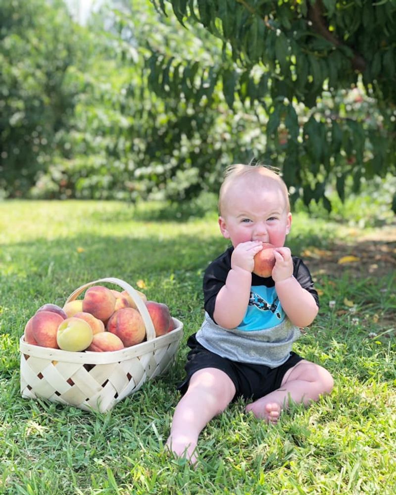 Jeter Mountain Farm (Hendersonville)