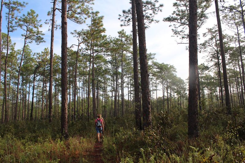Withlacoochee State Forest: Wilderness Just Beyond Town