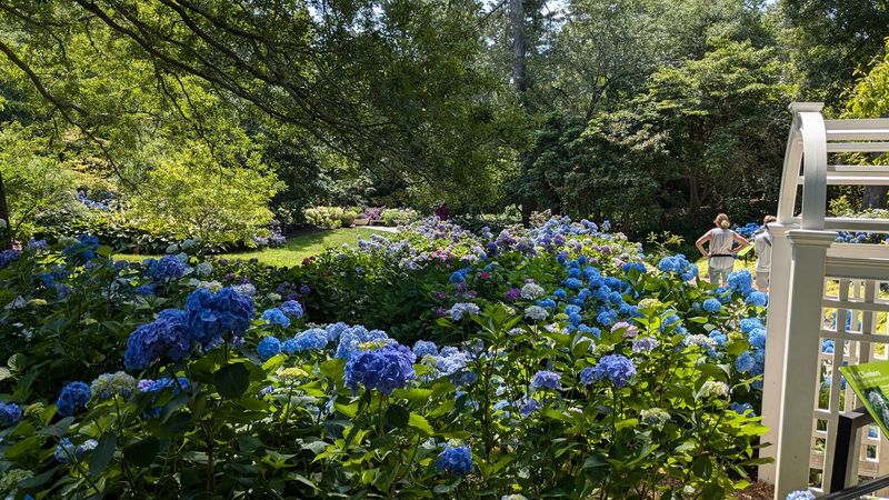 Rhododendron Festival