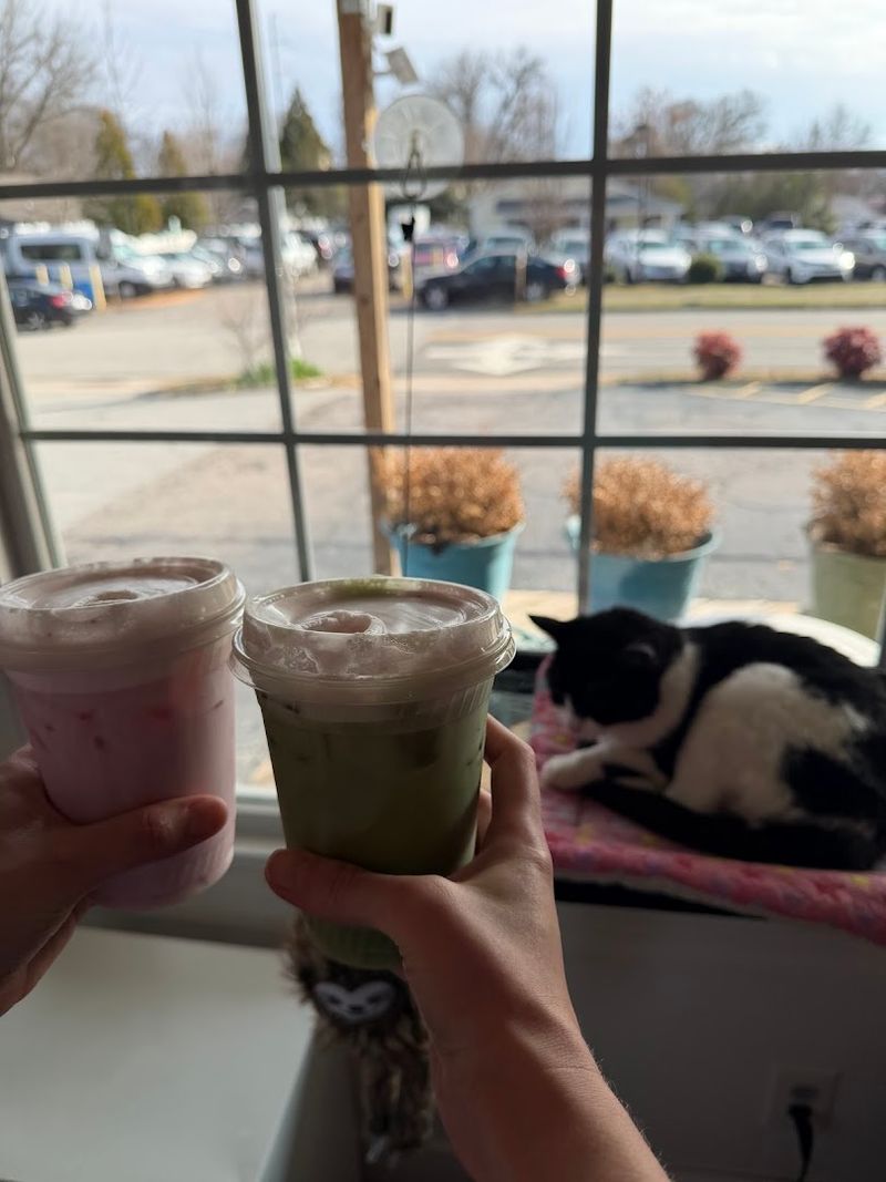 A Community Hub for Cat Lovers