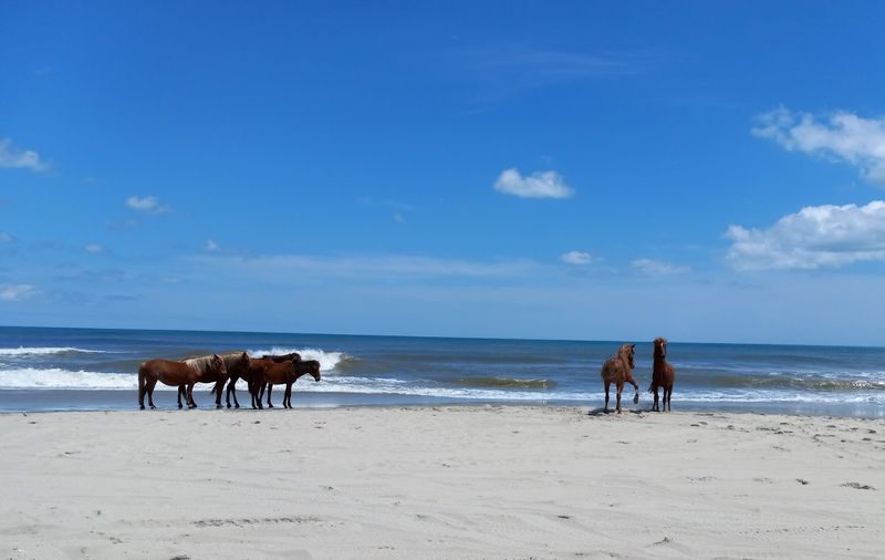 Carova Beach