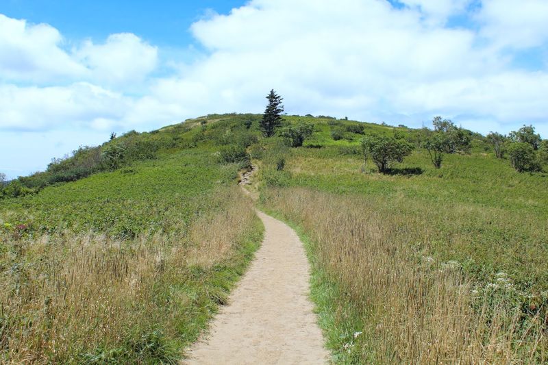 Roan Mountain