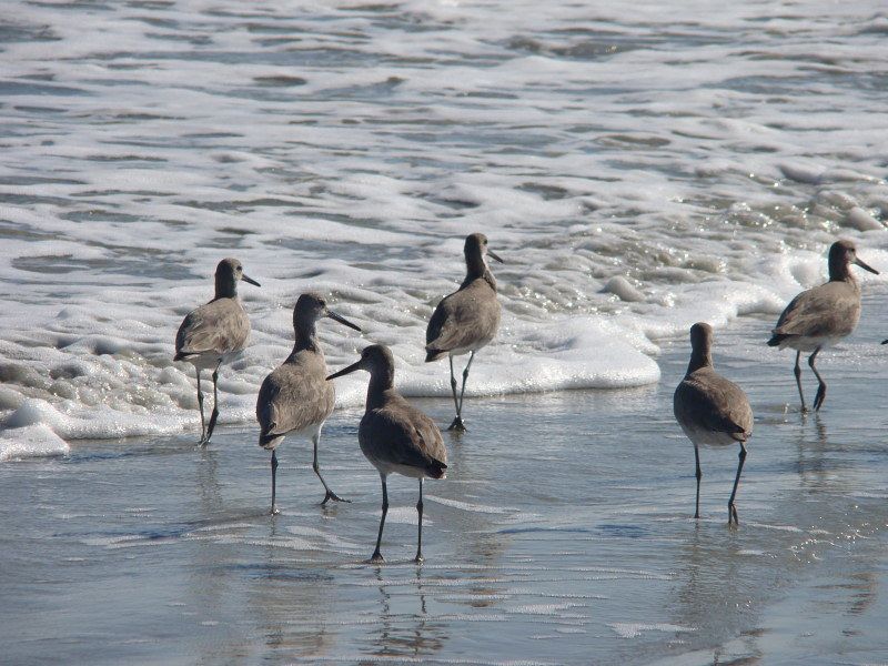 Sapelo Island Beach, McIntosh County