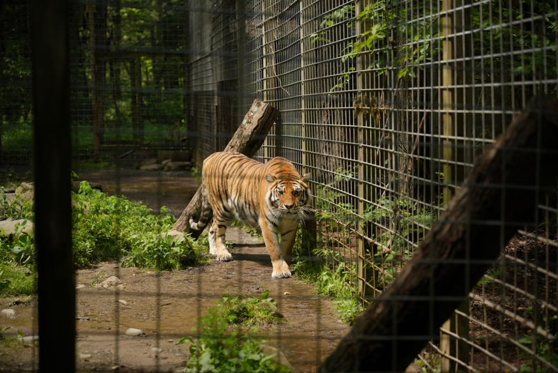 Claws 'N' Paws Wild Animal Park
