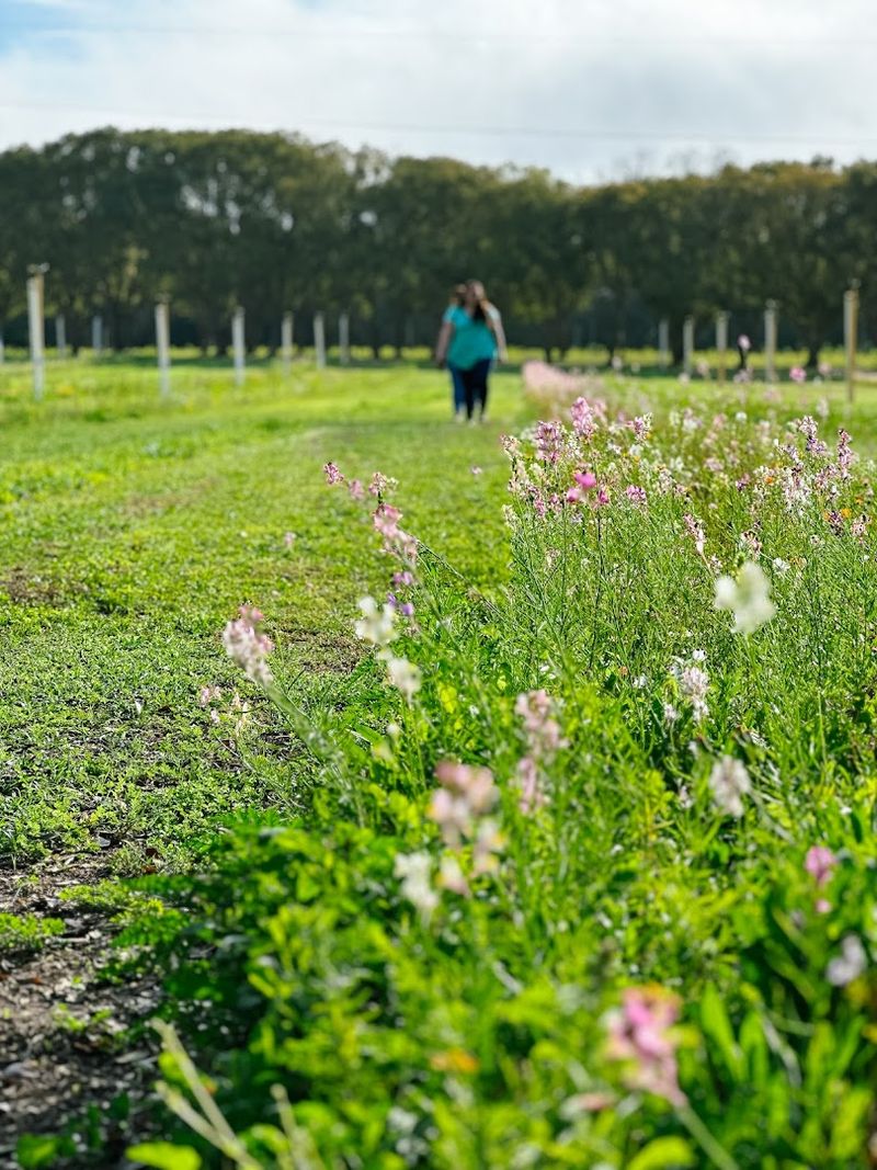 Stunning Wildflower Fields That Stretch Beyond Your Imagination
