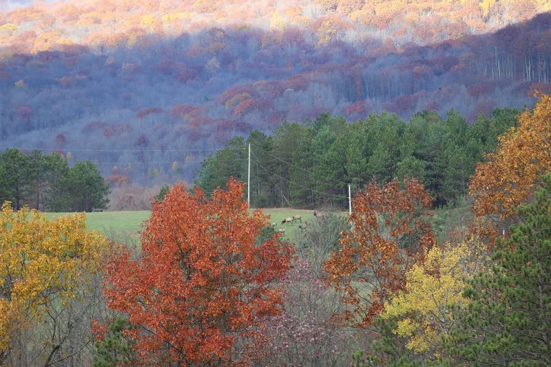 Elk State Forest