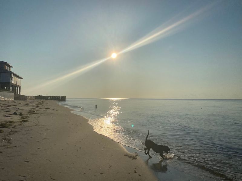 Alligator Point