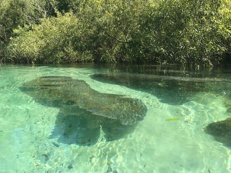Weeki Wachee River