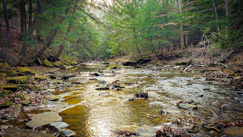 Creeks, Hollows, and Wildlife Watching