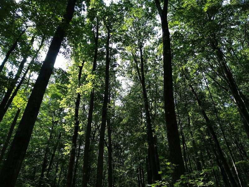 Allegheny National Forest 