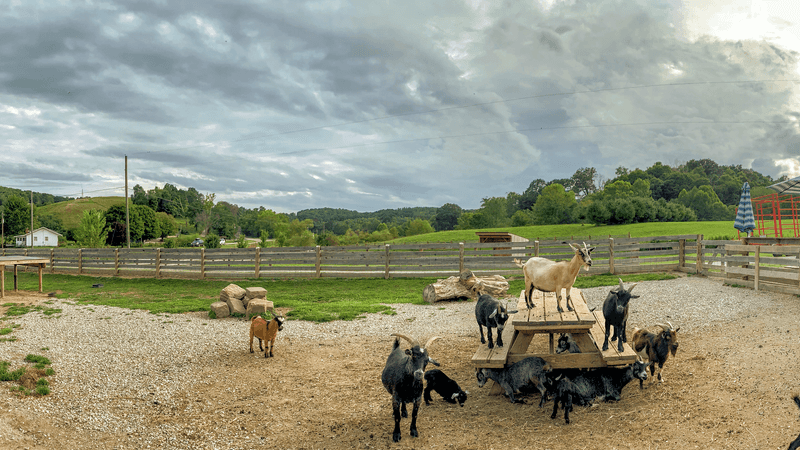 Feed Animals at a Hilltop Farm in Hocking Hills