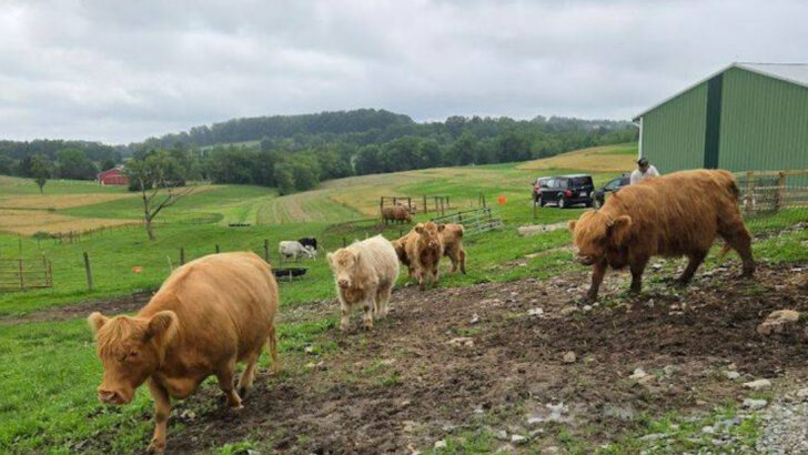Meet Fluffy Highland Cows At This Pennsylvania Farm Made For Cozy Country Visits